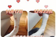 治疗狗狗真菌性皮炎的有效方法（以宠物为主，关注狗狗健康）