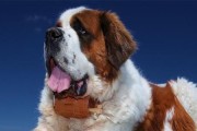如何科学饲养寻血猎犬（从幼年到成年全方位护航，关爱宠物是最好的陪伴）