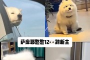 萨摩耶的饮食要点与喂养建议（让你的萨摩耶健康成长的饮食攻略）