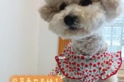藏獒母犬发情了怎么办？（掌握正确的处理方法，让宠物更健康）
