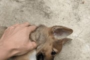 从零开始学习串串的饲养方法（了解如何照顾你的串串宠物，让它健康成长）