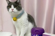 以猫羊奶粉什么牌子好（市面上猫羊奶粉品牌大比拼，你知道哪个最好？）
