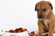 狗粮该泡了再给狗狗吃吗？（揭开宠物饮食的真相，告诉你正确的喂养方式）