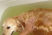 如何正确护理洗完澡的金毛犬（教你如何让宠物舒适度过洗浴时间）
