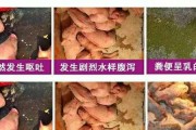 腊肠犬胃肠炎——症状及治疗（宠物健康必知，腊肠犬常见病之一）