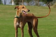 灵犬宝宝的健康饮食指南（以灵泰犬为例，营养均衡，健康成长）