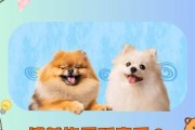 《狗狗的音乐喜好》（狗狗喜欢听什么样的音乐？以及为什么？）