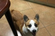 犬不能经常食用火腿肠，宠物主人需警惕！（以柯基犬为例，详细解析吃火腿肠的危害和替代品）