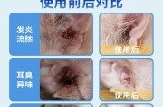 狗狗耳螨中耳炎的治疗指南（选择合适的消炎药帮助狗狗恢复听力健康）