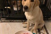 新手养狗必看！小狗饮食全攻略（健康成长的关键在于饮食习惯）
