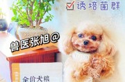 如何解决贵宾犬的挑食问题（以宠物为主，让贵宾犬爱上健康饮食）