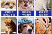 狗狗肾衰竭的症状及治疗方法（了解你的宠物，及时发现肾衰竭症状）