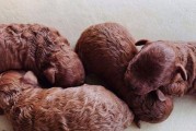 泰迪犬尾巴骨折的表现及治疗方法（了解泰迪犬尾巴骨折的主要症状与处理措施）