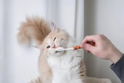 夏季养猫减少臭味攻略（让你的宠物更清爽舒适）