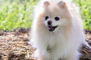 如何用可用诱导术训练银狐犬（宠物银狐犬的训练方法，以可用诱导术为主）