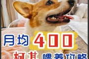 如何正确护理柯基犬的牙齿和趾甲