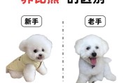 真狗还是假狗？比熊和泰迪毛发的适合做造型的原因（探究比熊和泰迪毛发的特点及为何适合做造型）
