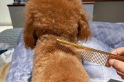 如何给贵宾犬进行毛发修剪（从选择工具到修剪技巧，详细指南帮你做好贵宾犬的毛发修剪）