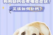 罗威纳缺钙的表现及预防措施（你的宠物是否缺少足够的钙？）