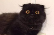 探究先天性耳聋的猫咪（宠物主人必看，了解先天性耳聋猫咪的一切）