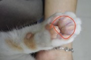 怎样处理猫咪脚受伤了流血？（应对猫咪脚伤流血的正确方法）