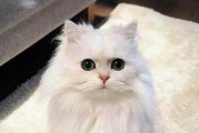 探索以都的猫界宝藏（揭秘以都独特的猫咪品种与魅力）