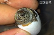 如何科学饲养虎纹麝香龟？（宠物爱好者必备的养护技巧，提升宠物健康幸福感）