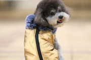 宠物狗狗冬季御寒大全（六大方法让你的狗狗温暖过冬，）