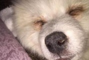 狗鼻子干喂药的方法与注意事项（用狗鼻子干喂药的技巧及常见问题解答）