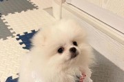 揭秘短命的博美——了解博美犬的健康问题（探究博美犬寿命低的原因与预防方法）