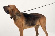狩猎不再需要寻血犬的原因（探究现代狩猎方式的转变以及寻血犬在狩猎中的逐渐失去作用）