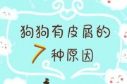 如何保持狗狗干燥，防止皮肤病（防水毛巾是关键）