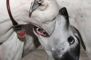 贵宾犬喉咙卡住了怎么办？（宠物狗的窒息危机）