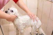狗狗洗澡的最佳时间（探究宠物狗狗最适合洗澡的时间）