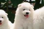 如何饲养幸福萨摩耶宠物？（养成萨摩耶幼犬的健康习惯、从日常护理到食物选择）