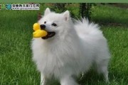 日本尖嘴犬和银狐犬的区别（宠物爱好者必看，了解这两种犬的不同点！）