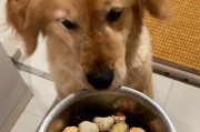五个多月金毛的饮食需求与建议（科学喂养助你培养健康成长的金毛宝宝）