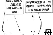 老公公仓鼠的饲养方法（养宠物之老公公仓鼠，打造温馨家庭）