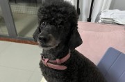 黑泰迪与灰泰迪的配对（混合犬品种的基因分析与个性特征研究）