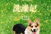 如何正确给柯基洗澡