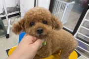 如何正确给泰迪美容（宠物健康和美容需求，掌握正确的方式）
