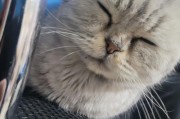 小猫在新环境中需要多长时间来适应（熟悉环境的关键是耐心和温暖）