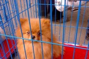 美系博美犬的历史（从家庭宠物到比赛明星，美系博美的发展）
