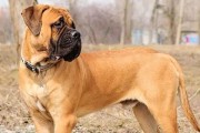 世界上有几种犬的奇妙多样性（探索世界各地犬类的品种和特点）
