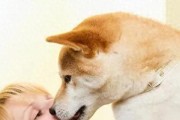 你家狗狗爱舔你吗？它舔你的时候，你能猜出它想说啥吗？