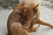 为什么狗狗排便前都要转圈？原因有5个，一文带你了解！