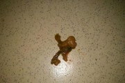 两个月小金毛大便颜色变化的原因分析（探究小金毛两个月时期大便颜色的变化及其健康问题）