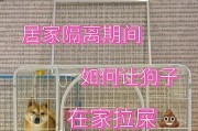 狗狗几天不拉屎怎么办？药物治疗方案解析（帮助狗狗恢复正常排便的有效药物及注意事项）