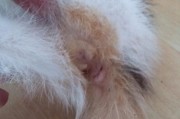 猫咪脱肛原因及治疗办法（解析猫咪脱肛的常见原因和有效的治疗方法）
