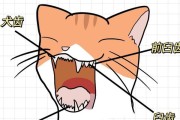 猫咪的犬牙成长之旅（探究猫咪犬牙的生长周期及保健方法）
